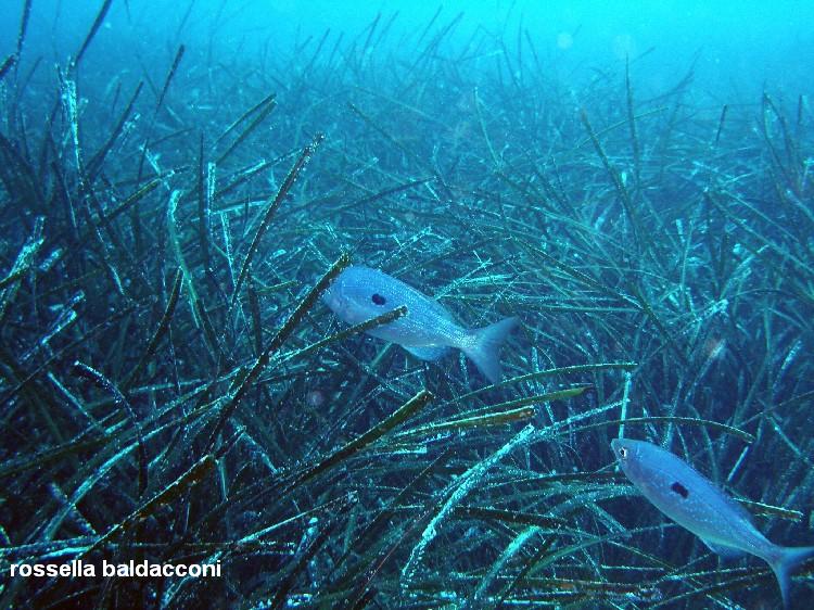 La Posidonia oceanica